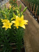 [5053 Mynnou No01.JPG]